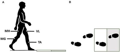 Association between Slip Severity and Muscle Synergies of Slipping